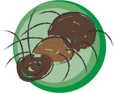 acarrocinha