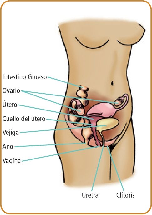 02 gestante b