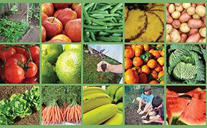 frutas verduras e legumes
