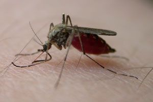 mosquito da dengue zika chicungunya