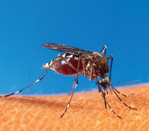 mosquito aedes aegypt