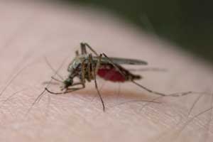 dengue e chikungunya