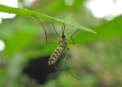 dengue mosquito