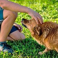 Animais