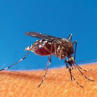 Dengue: o problema é de todos. A solução também