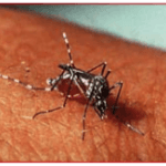 Chikungunya