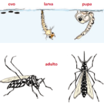 Ciclo de transmissão da dengue