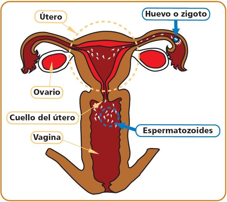 01 gestante c