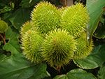 urucun