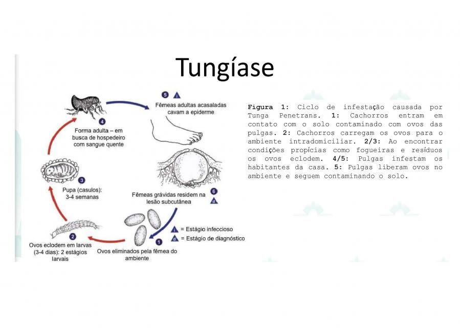 tungase